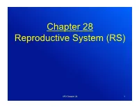 Chapter 28 Reproductive System (RS)