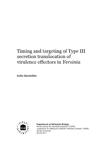 Timing and Targeting of Type III Secretion Translocation of Virulence Effectors in Yersinia