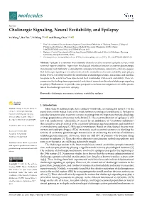 Cholinergic Signaling, Neural Excitability, and Epilepsy