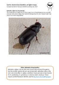 Distinctive Beetles in Light-Traps