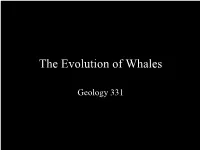 The Evolution of Whales