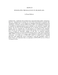 Abstract Investigating the Role of Syn3 In