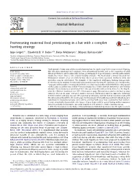 Postweaning Maternal Food Provisioning in a Bat with a Complex Hunting Strategy
