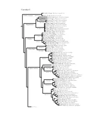 Corvidae Species Tree