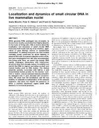 Localization and Dynamics of Small Circular DNA in Live Mammalian Nuclei