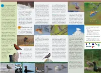 Bird-Routes-In-Lapland.Pdf