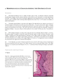 3. Morphological Changes During the Oestrous Cycle