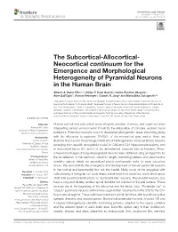 The Subcortical-Allocortical- Neocortical Continuum for the Emergence and Morphological Heterogeneity of Pyramidal Neurons in the Human Brain