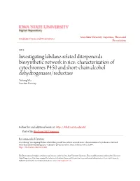 Investigating Labdane-Related Diterpenoids Biosynthetic Network In