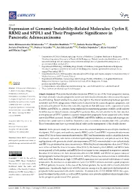 Cyclin F, RRM2 and SPDL1 and Their Prognostic Significance In