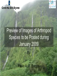 Preview of Images of Arthropod Species to Be Posted During January 2009 By