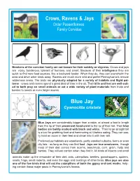 Crows, Ravens, and Jays
