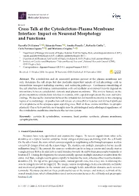 Cross Talk at the Cytoskeleton–Plasma Membrane Interface: Impact on Neuronal Morphology and Functions