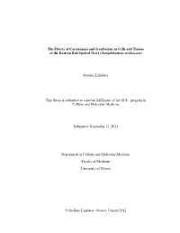 The Effects of Carcinogens and Irradiation on Cells and Tissues of the Eastern Red Spotted Newt (Notophthalmus Viridescens)