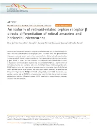 An Isoform of Retinoid-Related Orphan Receptor &Beta; Directs