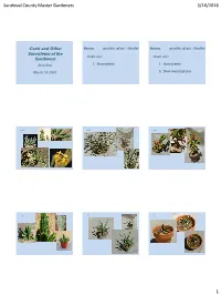 What Is a Cactus?